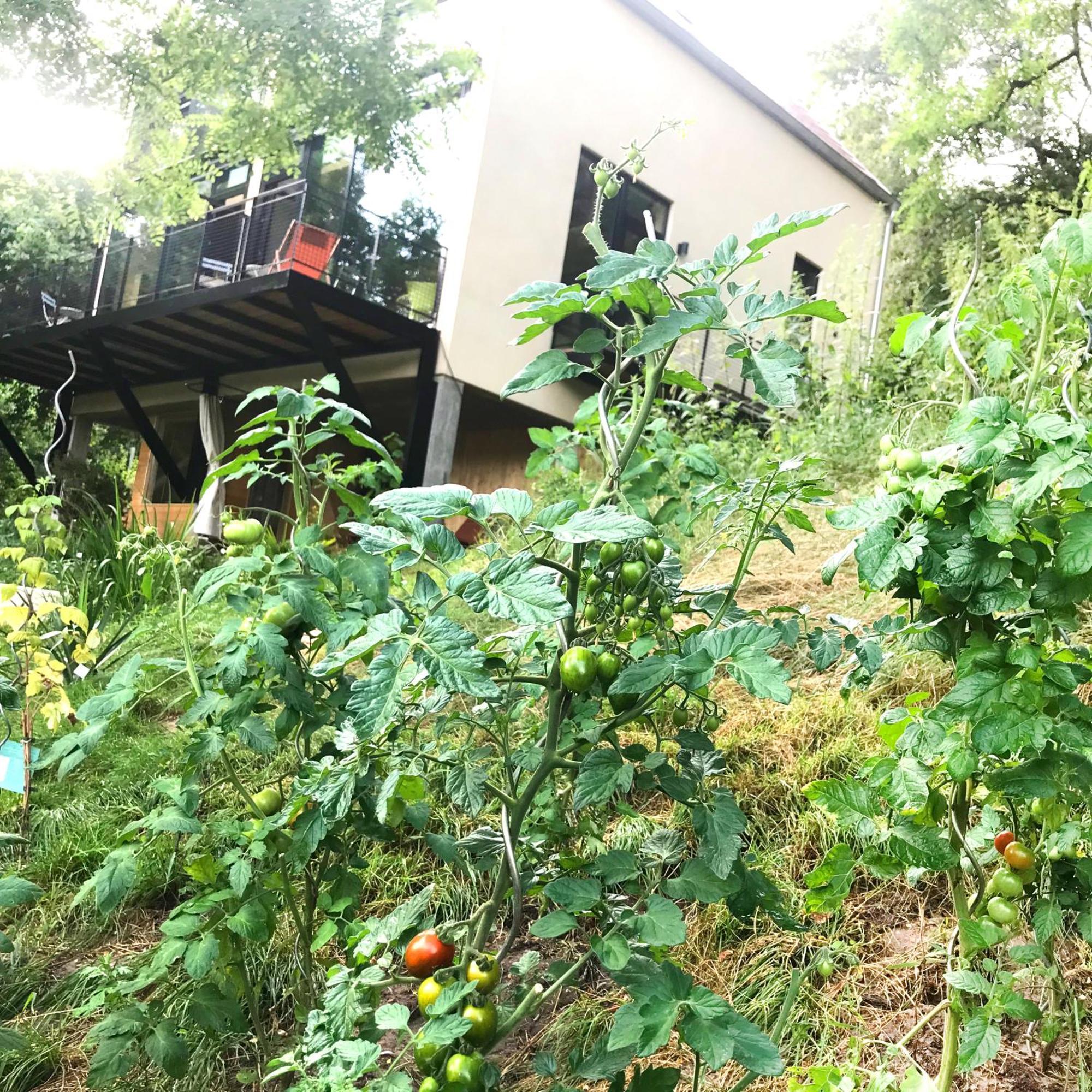 Ferienapartment Burgstrasse Ost Mit Garten Und Sauna Apartment